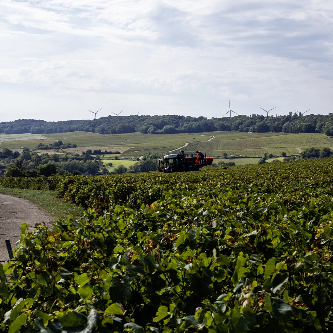 vignoble de villenauxe la grande