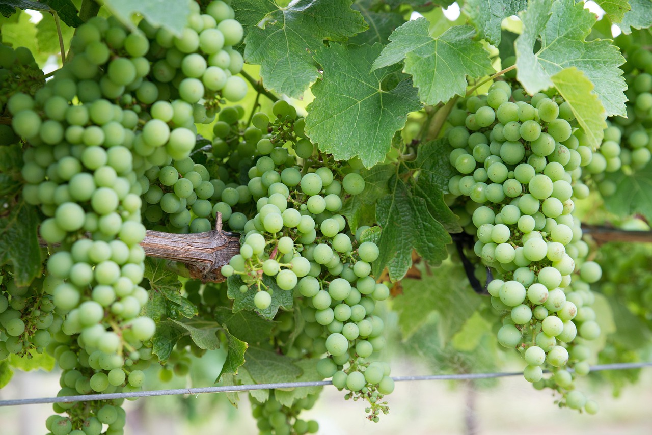 grapes, chardonnay, vineyard, winery, harvest, chardonnay, chardonnay, chardonnay, chardonnay, chardonnay